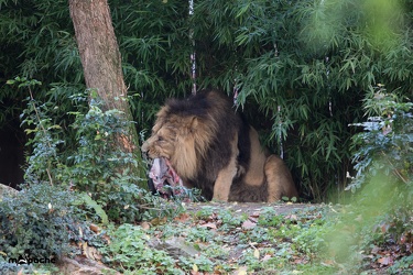 Löwen-06. November 2017-37
