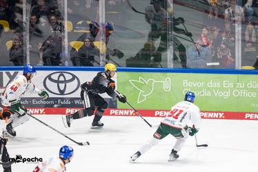 Löwen Frankfurt - Augsburger Panther - 17.12.23 - 050