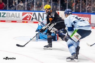 Löwen Frankfurt - Straubing Tigers- 19.1.24 - 116
