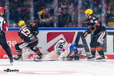 Löwen Frankfurt - Augsburg Panther - 26.11.24 - 017